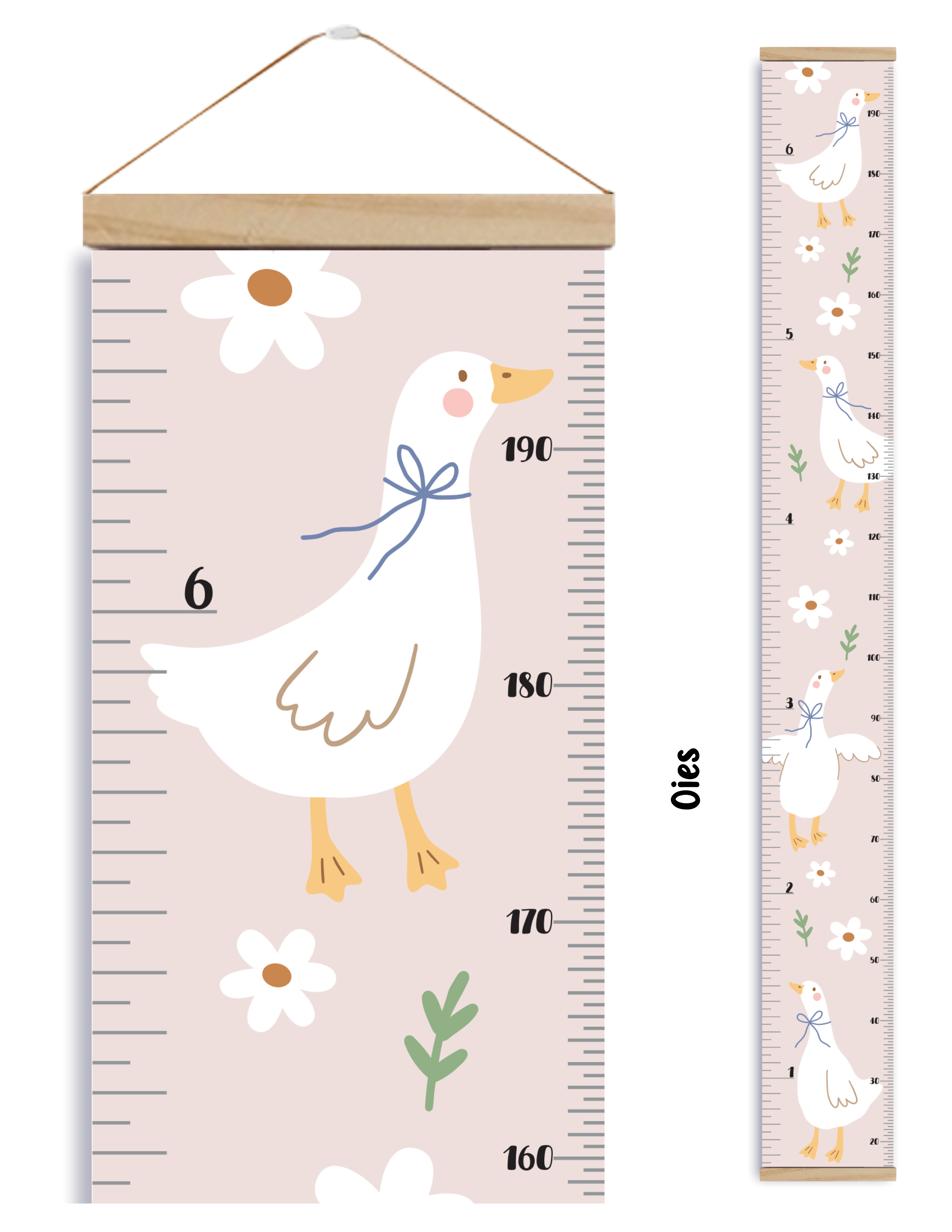 Échelles de croissance - Oies
